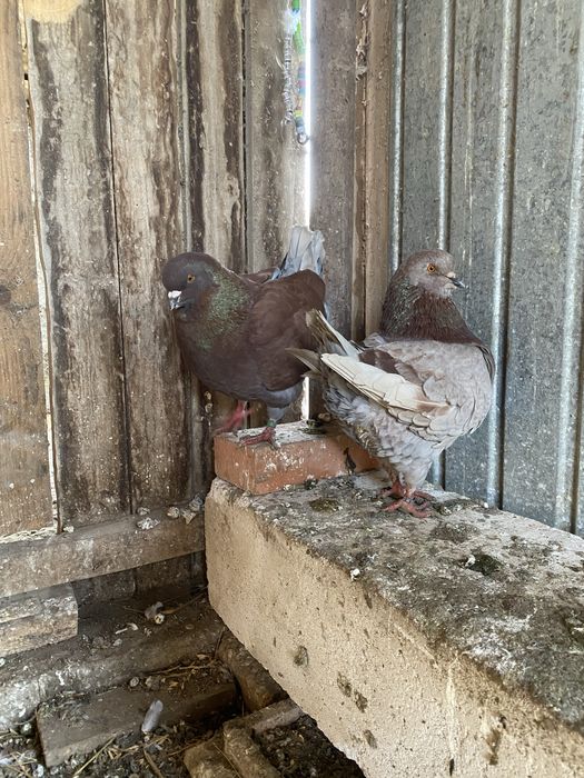 Vand sau schimb porumbei kingi