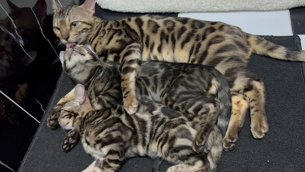 Бенгальский котята