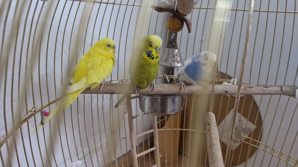 3 волнистых попугаев + клетка