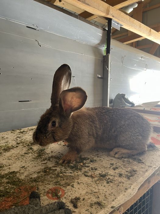 Vand iepuri uriasi germani