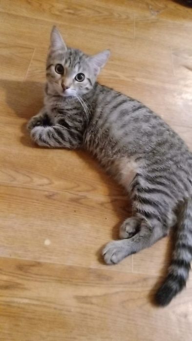 Котят в добрые руки