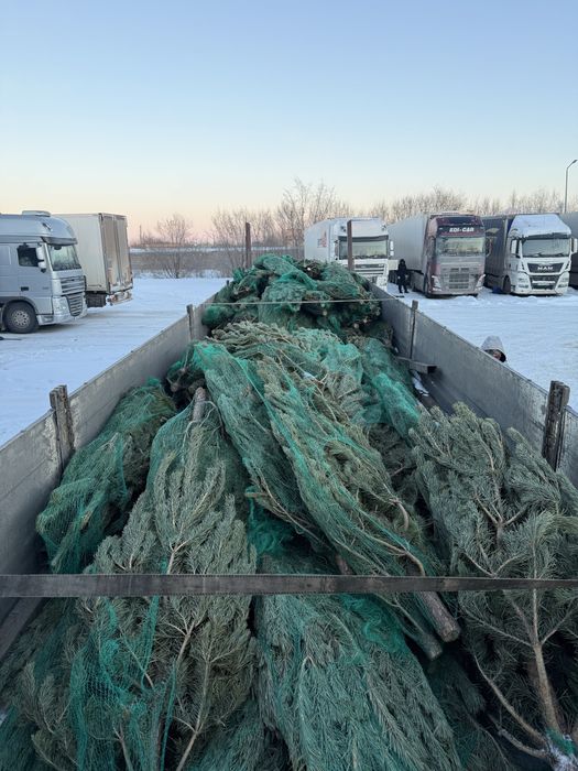 Продам новогодние елки