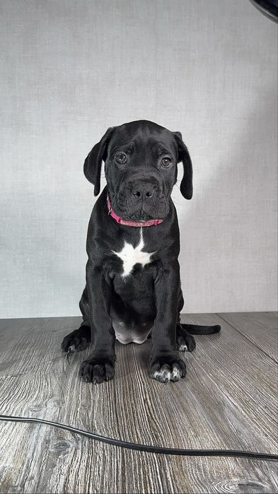 Шенки кане корсо