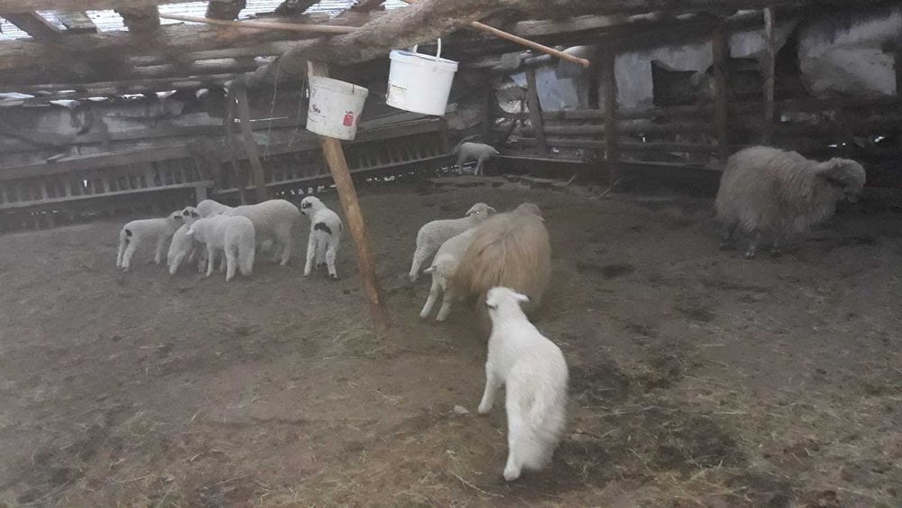 De vanzare oi 15 bucati mioare si stramioare