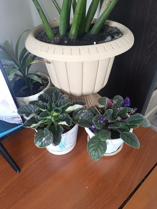 Продам комнатные цветы