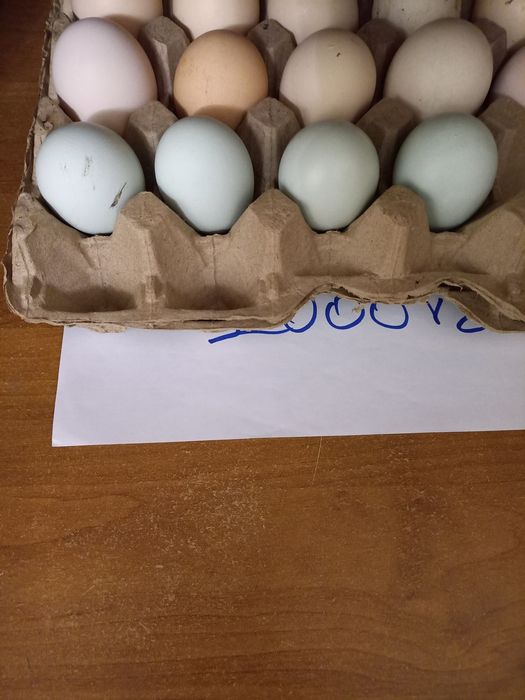 Продам яйца на лечение