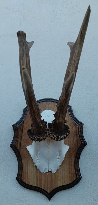 Трофей от сръндак.Рога.