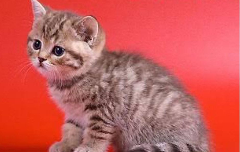 Продам котят британский породы