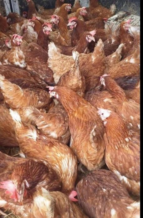 Vând Gaini Rosi outoare