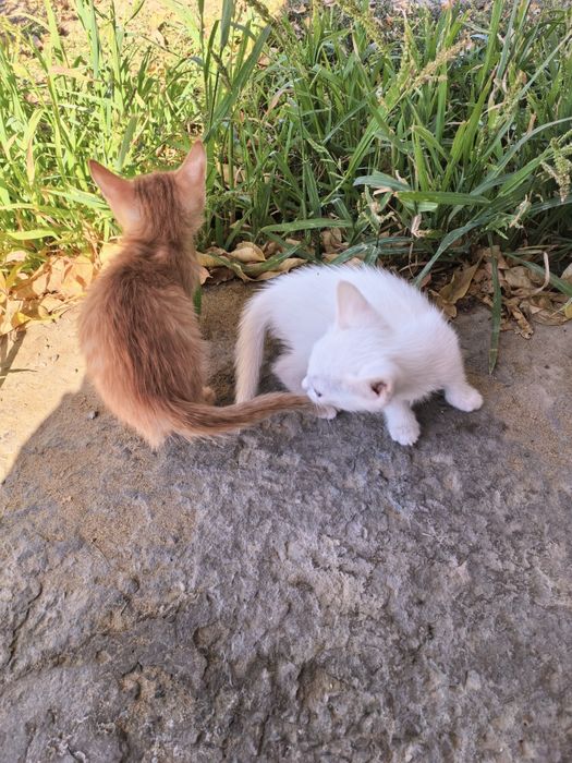 Котята в добрые руки оба мальчики