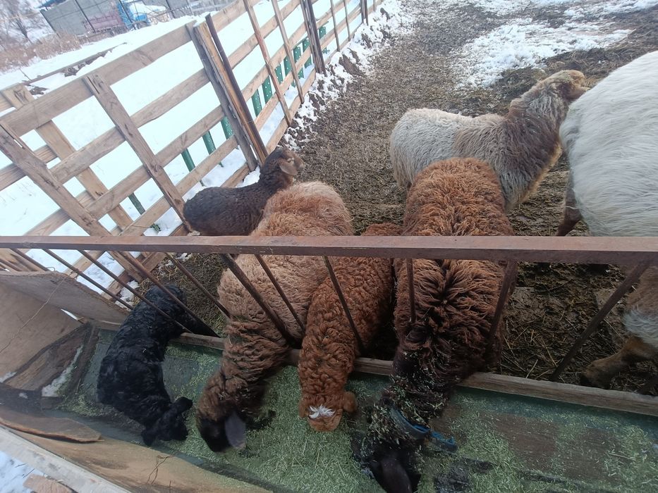 Қой, қозы, қошқарымен сатылады