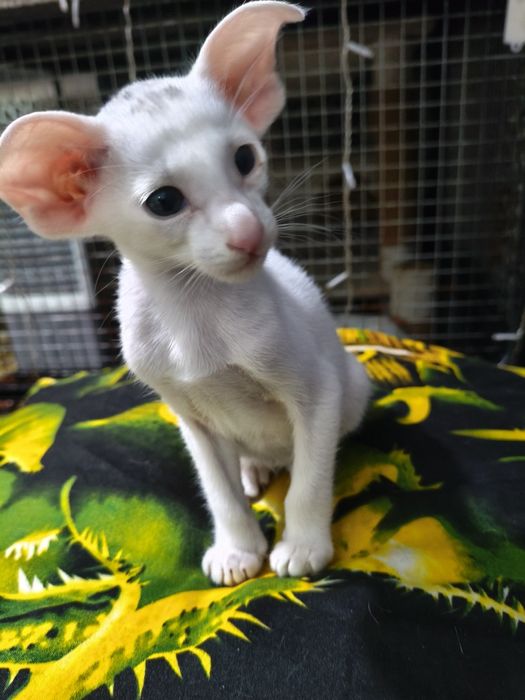 Ориентальный котёнок