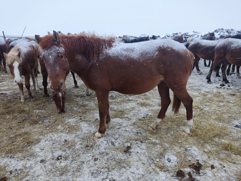 Продам Жеребую кабылу