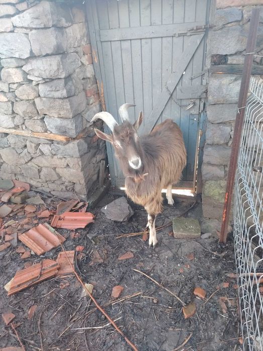 Пръч, роден 2025 година