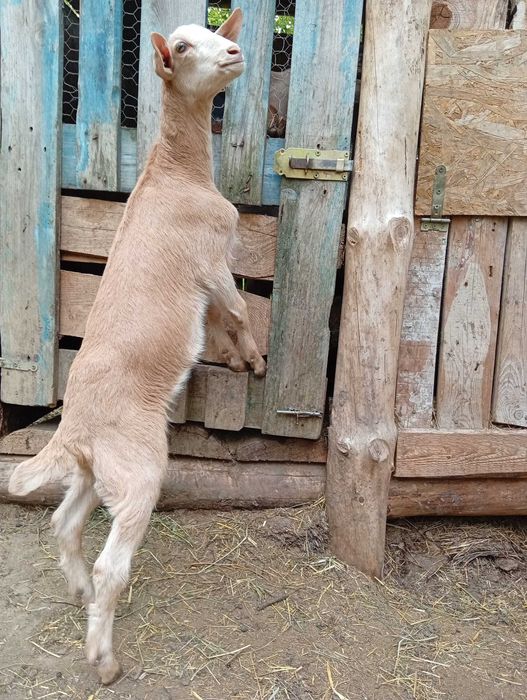 Ieduțe disponibile