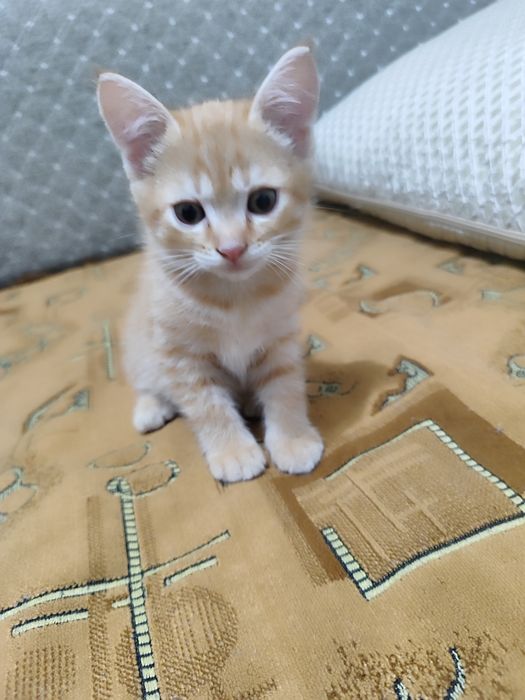 Отдам котенка мальчика в добрые руки