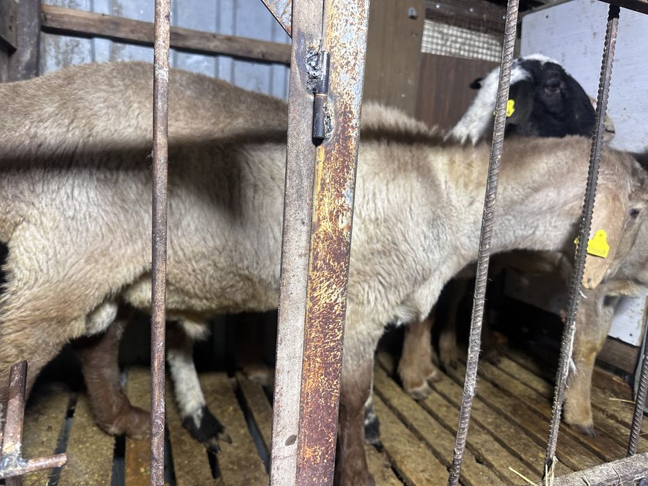 Арашан токты кошкар