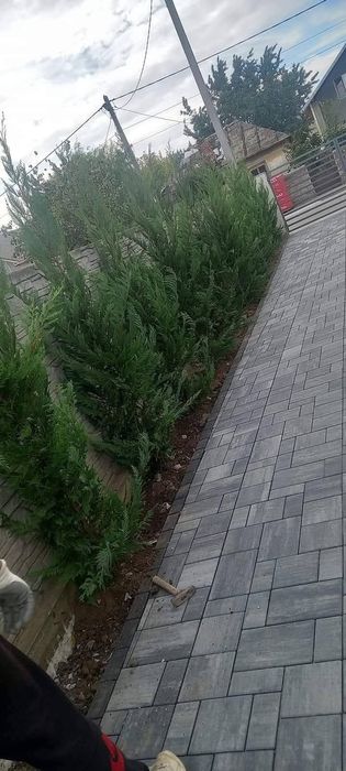 Cupressus leylandii 
Livram în toată țara