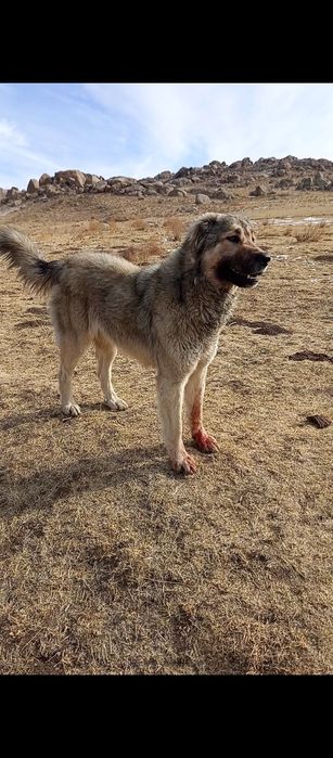 Кангал турецкий тозаси