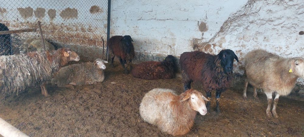 Овцы Продаётсяяя