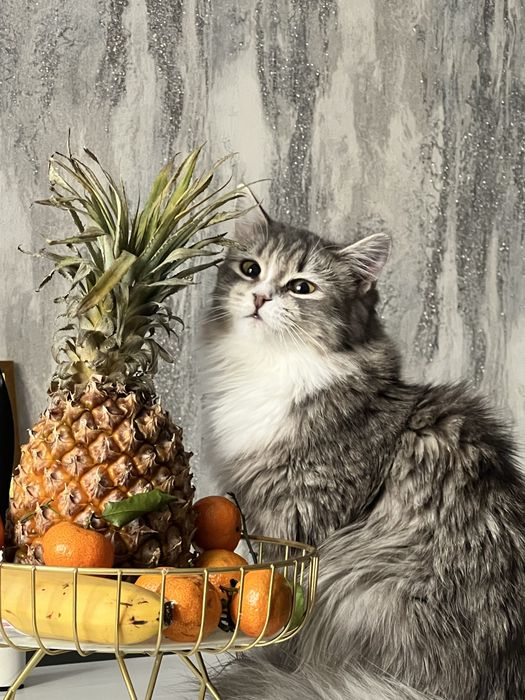 Отдадим кошку в добрые руки