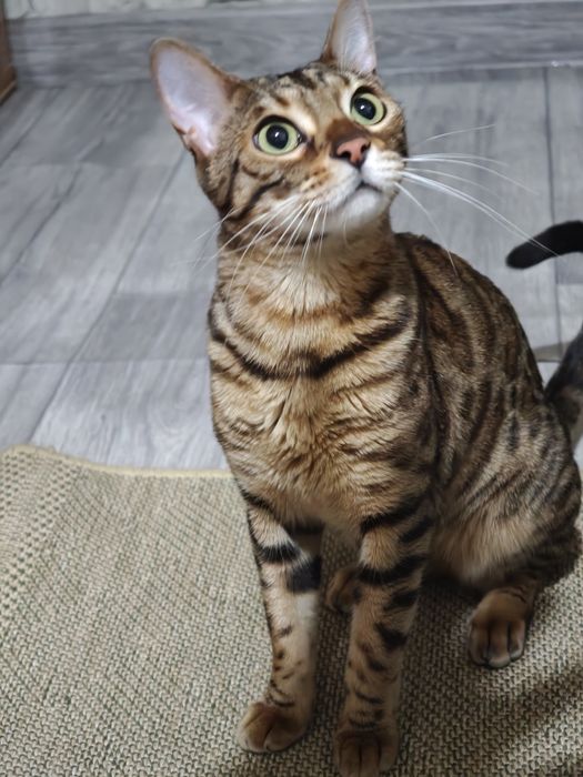 Бенгальская кошка 2 года