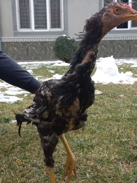 JOJA XOROZ 7oyda ochirilgan