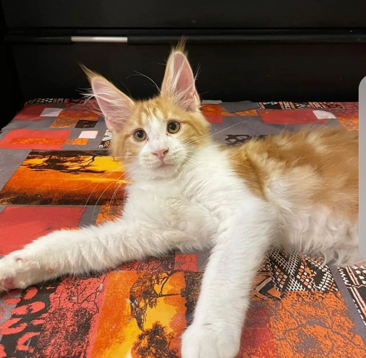 Продам кота -породы мейн-кун