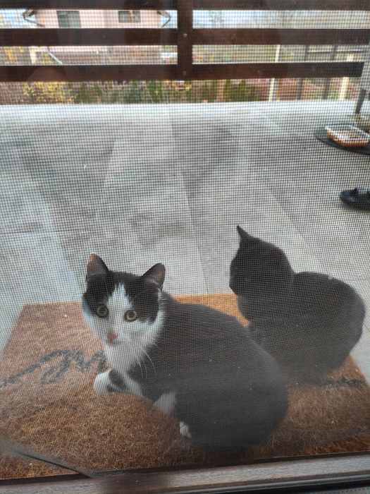 Pisici dragute  spre donare