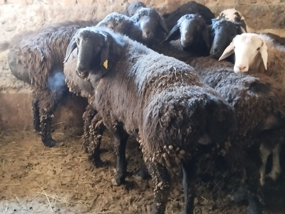 Қошқар бар семіз