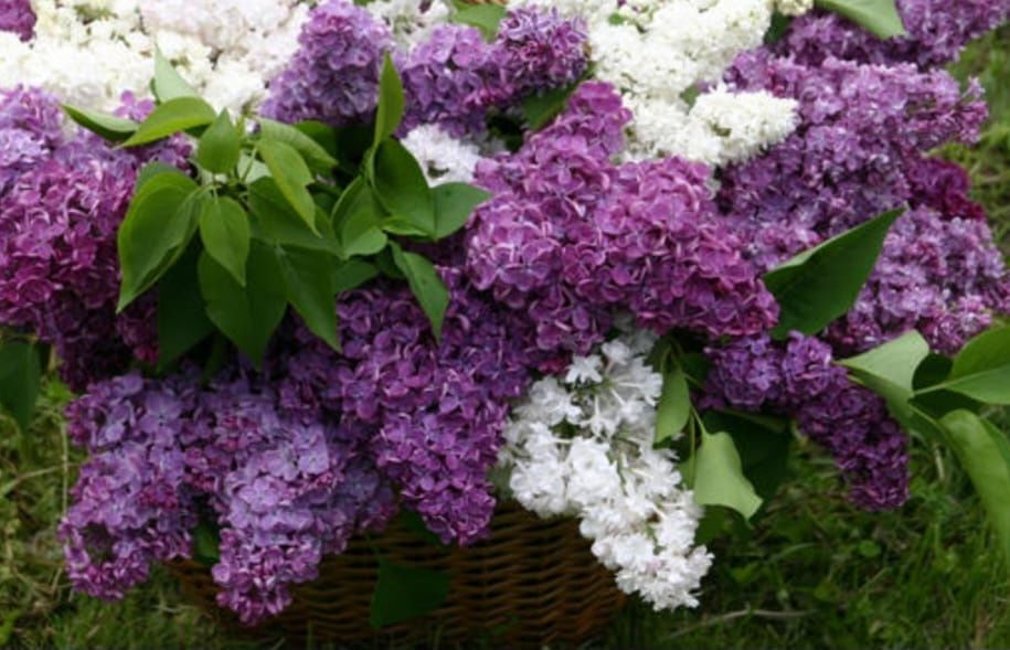 Сирень   свежая...