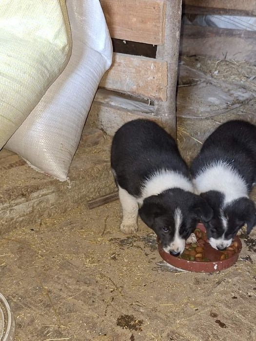 Продавам бордър коли