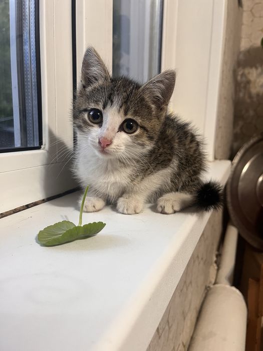 Котенок девочка в добрые руки