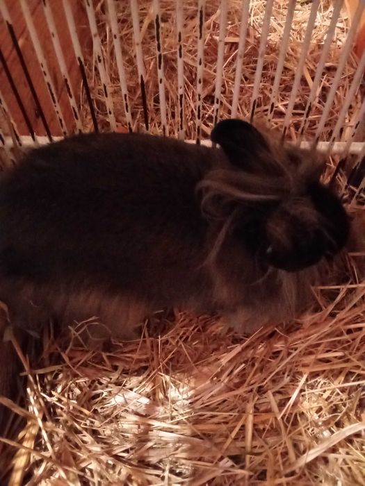 Donez o pereche de iepurași cap de leu