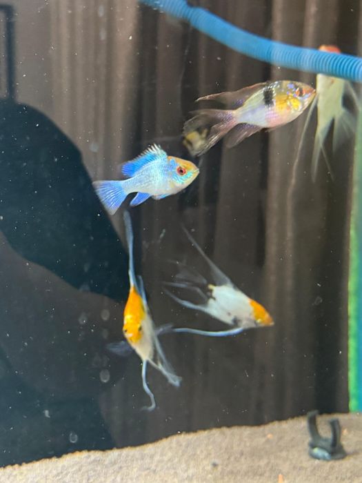 Апистограмма электрик блю неон