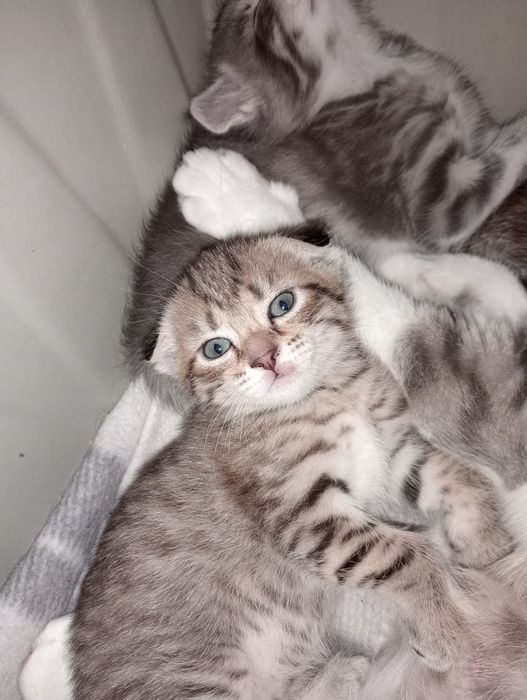 Вислоухая и прямоухий леопардики