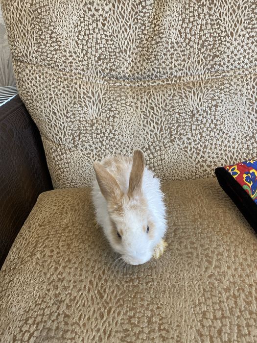 Кролики одна пара