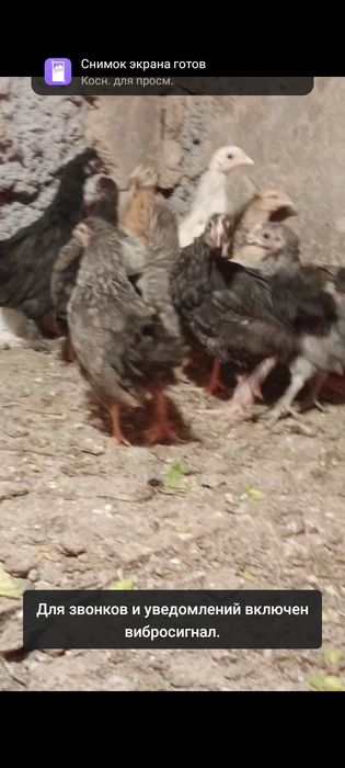 Цыплята от домашних цветных кур