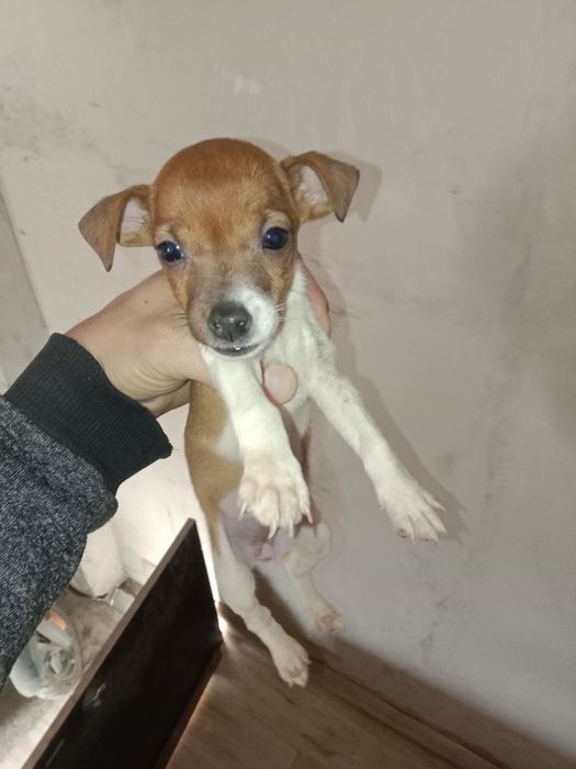 Джек Рассел Терьер