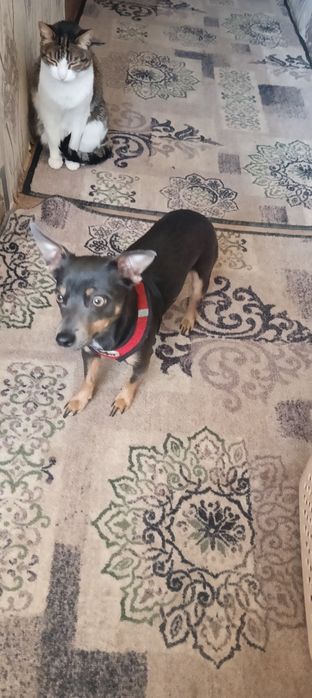 Той-терьер девочка