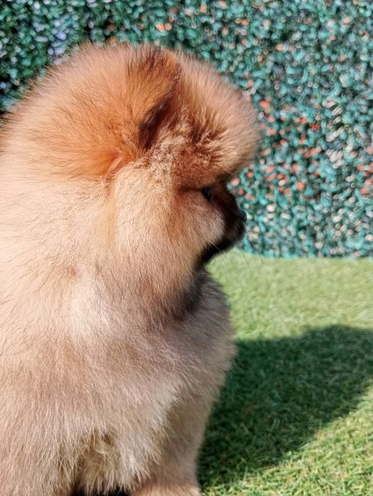 Померан померанчета