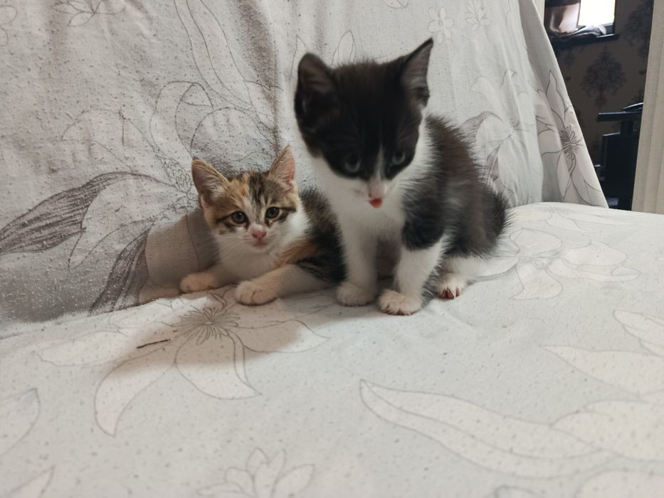 Mushuk va mushukbola