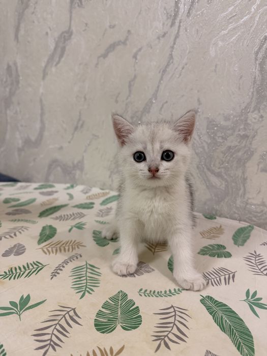 Котята Скоттиш-страйт