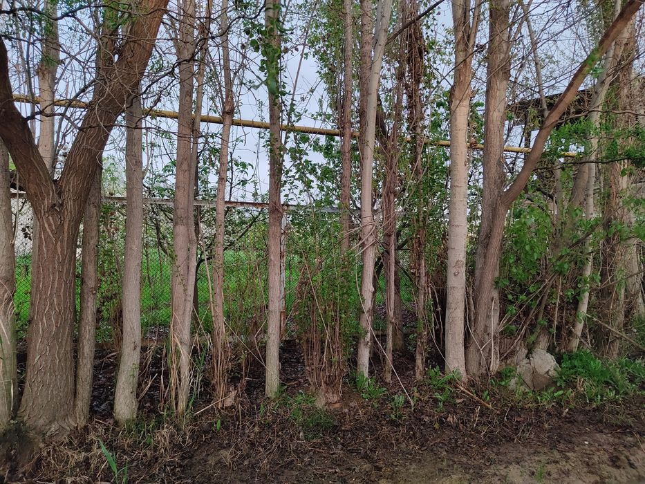 Teraklar sotiladi 100 donalar atrofida