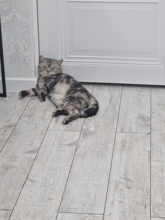 Продам породистого кота