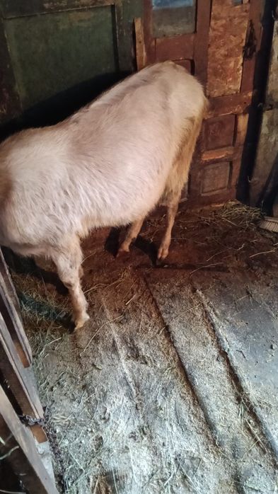 Vând capre de rasă