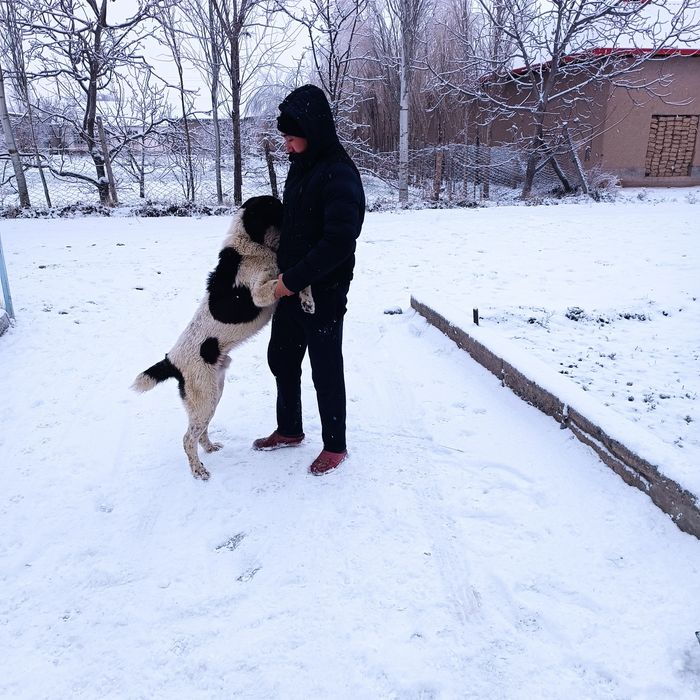 Bir yarim yosh. Kfrkjwwlrkfkslskdkkw