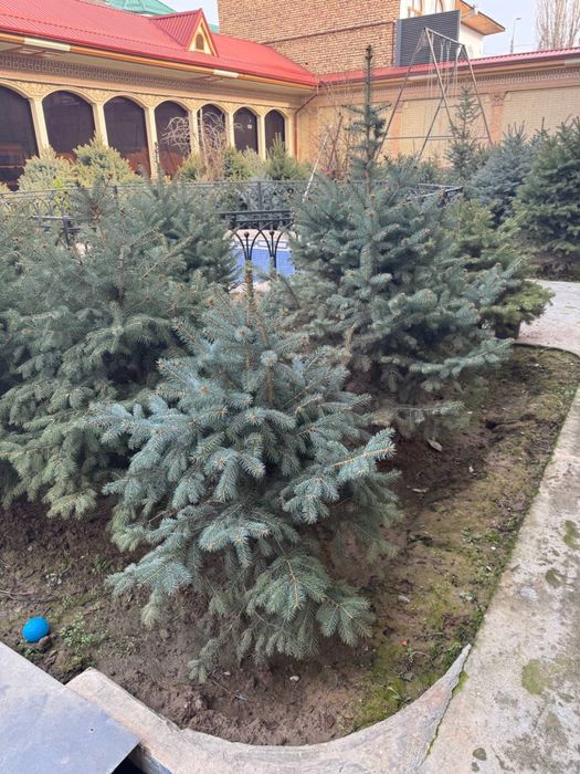 Галубой ен арчалари сотилади