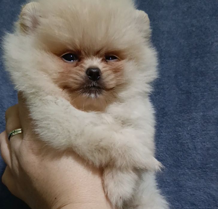 Щенки шпица девочки и мальчики