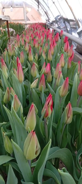 Продам теплице..